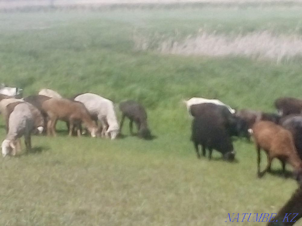 Baran Koylar bar zhaksy zhagdayy Astana - photo 3