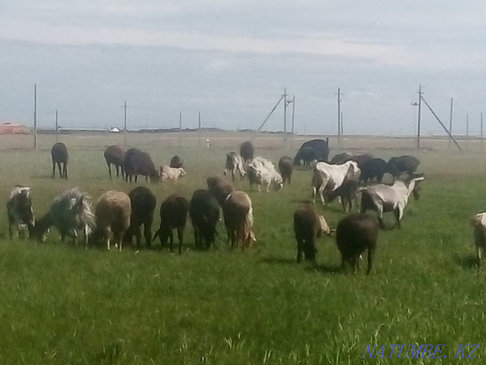 Baran Koylar bar zhaksy zhagdayy Astana - photo 2