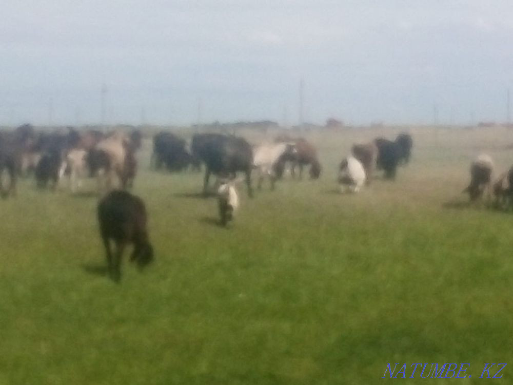 Baran Koylar bar zhaksy zhagdayy Astana - photo 4