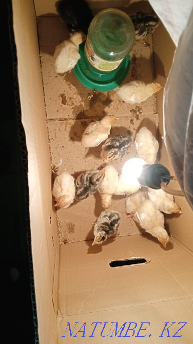 I will sell turkeys for 3000 Rudnyy - photo 1