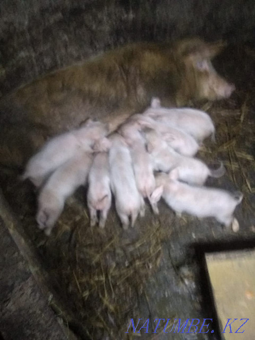 I will sell piglets not expensive price negotiable 1 year call Байтерек - photo 4