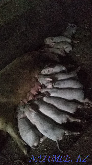 I will sell piglets not expensive price negotiable 1 year call Байтерек - photo 2