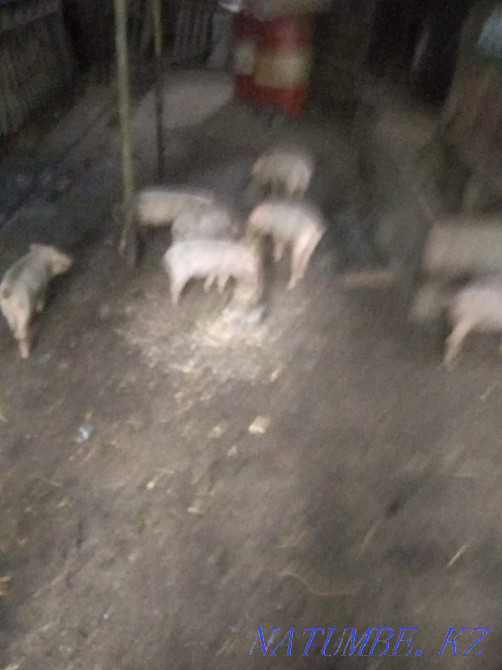 I will sell piglets not expensive price negotiable 1 year call Байтерек - photo 1