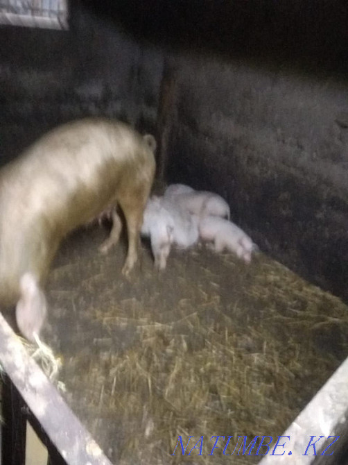 I will sell piglets not expensive price negotiable 1 year call Байтерек - photo 3