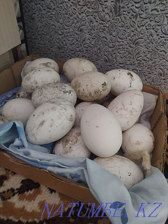 goose eggs Ush-Tyube - photo 1