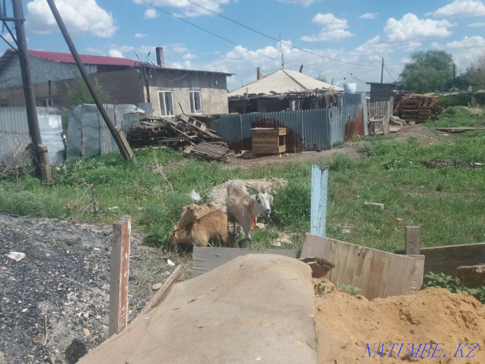 I change a goat with kids for a ram with a lamb Кокпекты - photo 1