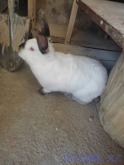Продам кролика породы Калифорния Кайтпас - изображение 1