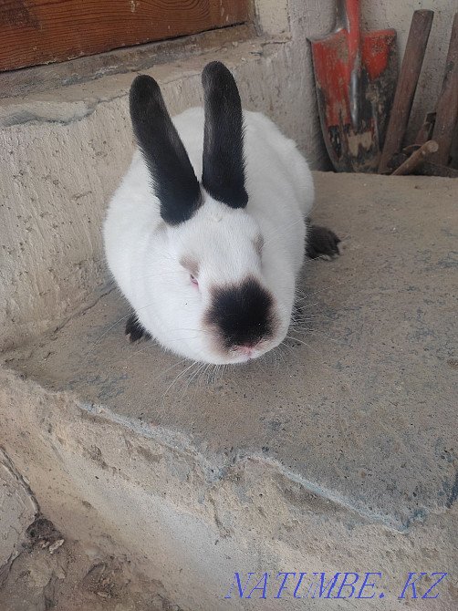 Продам евро Калифорния пара Кайтпас - изображение 8