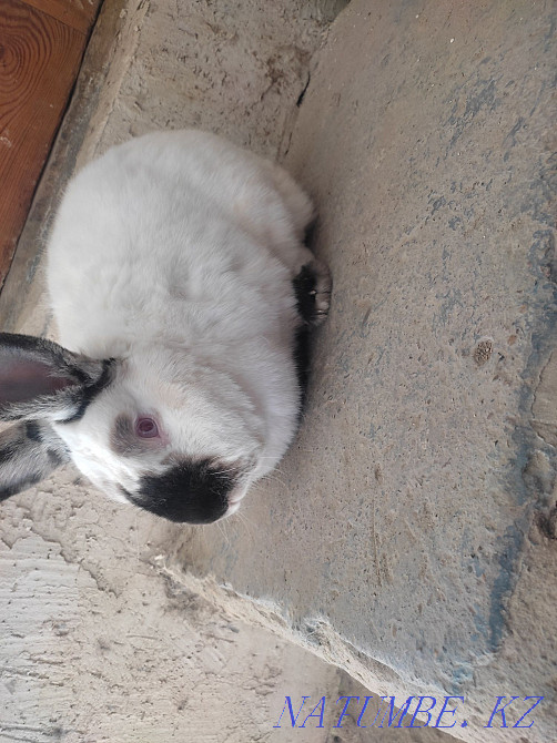 Продам евро Калифорния пара Кайтпас - изображение 3