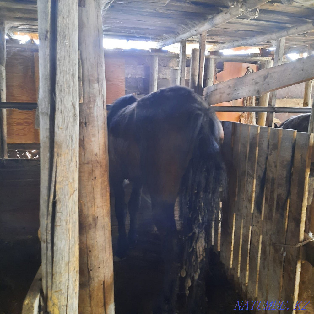 Selling 2 kunan! Жарсуат - photo 2