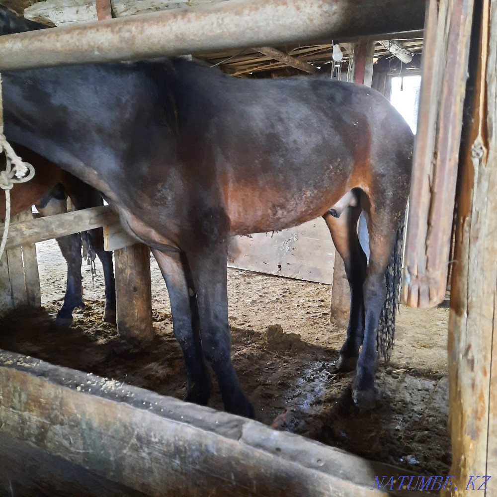 Selling 2 kunan! Жарсуат - photo 3