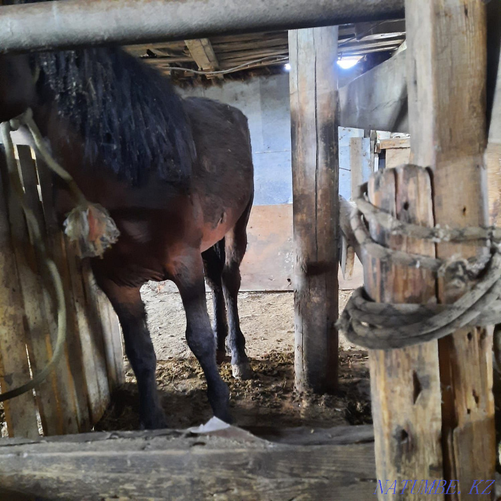 Selling 2 kunan! Жарсуат - photo 1