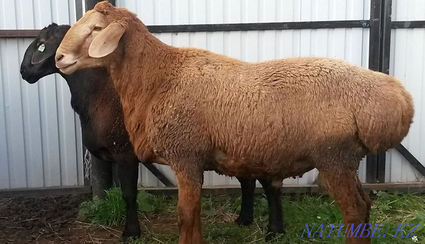 Продам Баран 35000 и выше Кой сатылады  - изображение 1