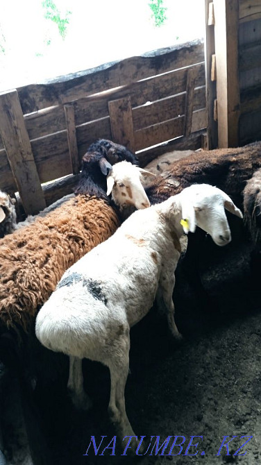 Продам Баран 35000 и выше Кой сатылады  - изображение 6