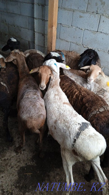 Продам Баран 35000 и выше Кой сатылады  - изображение 7