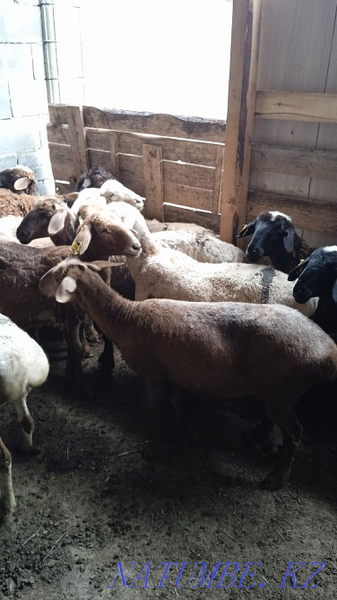 Продам Баран 35000 и выше Кой сатылады  - изображение 8