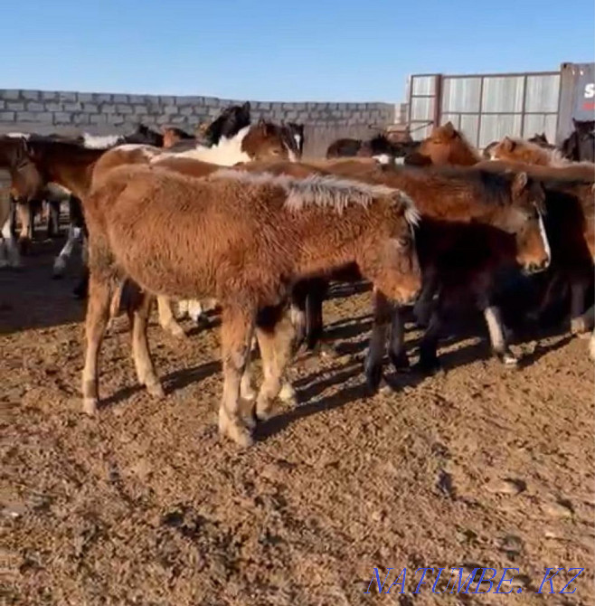 Taylar satylady! Erkek is not ?r?ashylar! Semirtilgen! Halal et 2500 tenge Astana - photo 1