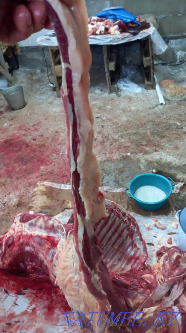 Taylar satylady! Erkek is not ?r?ashylar! Semirtilgen! Halal et 2500 tenge Astana - photo 2