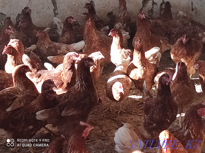 young chickens for sale Taraz - photo 1