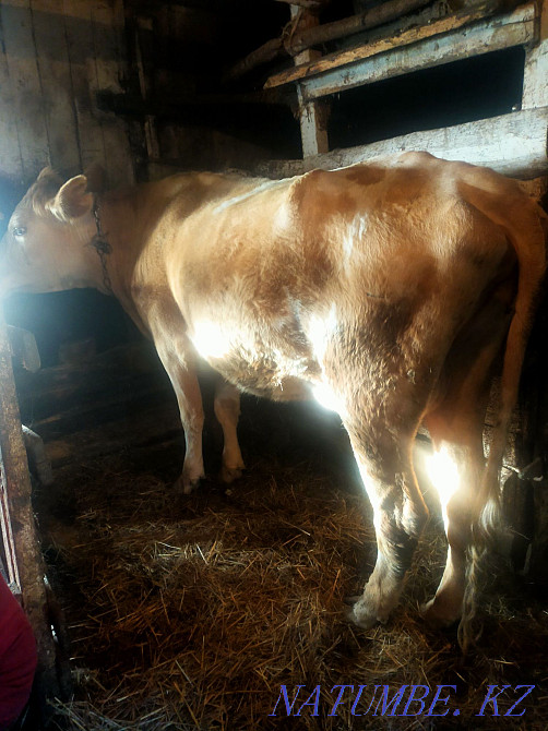 Sell a cow Kostanay - photo 1