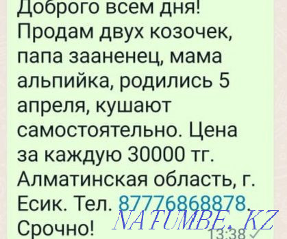 Selling goats (girls) Esik - photo 3