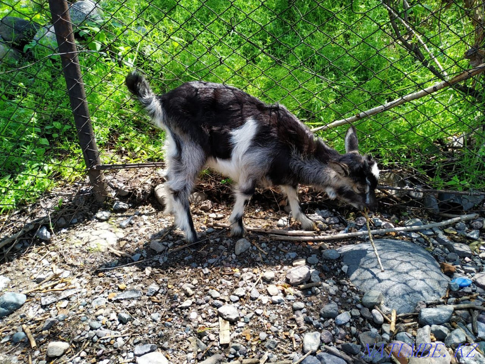 Selling goats (girls) Esik - photo 1