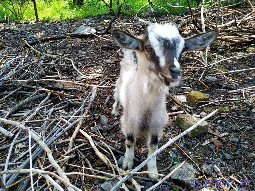 Selling goats (girls) Esik - photo 2