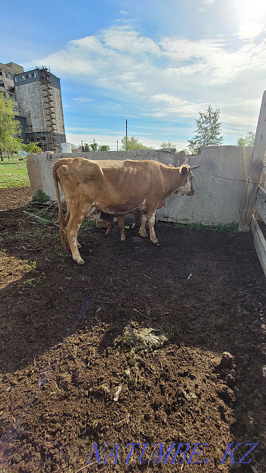Сауынды сиыр б?зауымен  Ақсай  - изображение 2