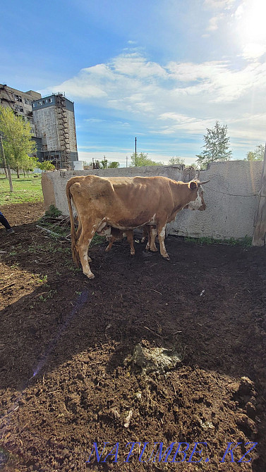 Сауынды сиыр б?зауымен  Ақсай  - изображение 1