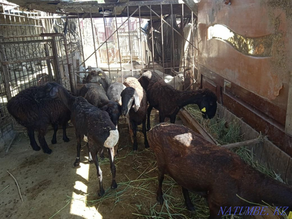 Семиз кои токты сатылады соип беремиз келисип аубакирова 86 деуде Муратбаев - изображение 4