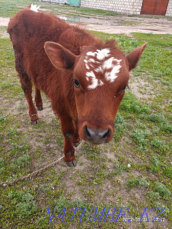 I will sell a bull Aqtobe - photo 1