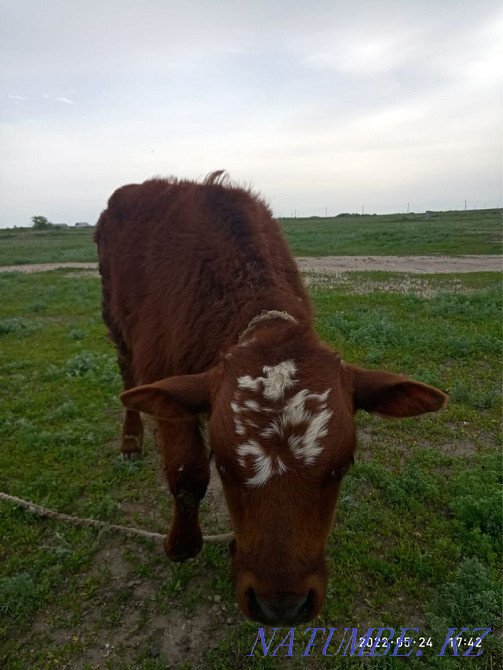 Мен бұқа сатамын  Ақтөбе  - изображение 2