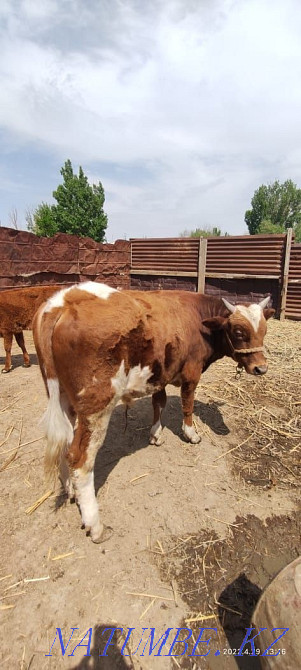 Baspa? 1.5 zhasar, erkek Abay - photo 1