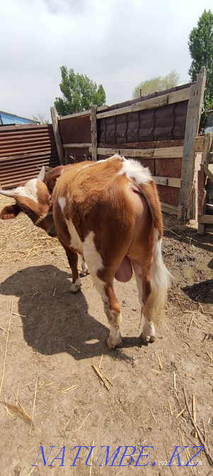 Baspa? 1.5 zhasar, erkek Abay - photo 2