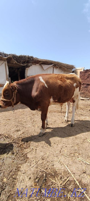 Baspa? 1.5 zhasar, erkek Abay - photo 4