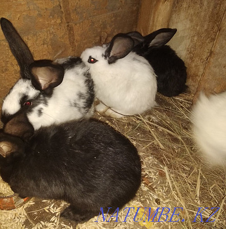 Sale of baby rabbits Oral - photo 3
