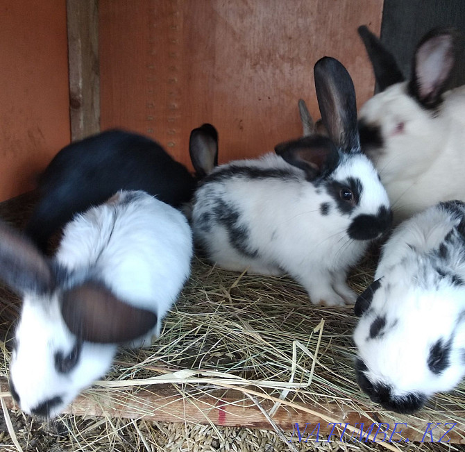 Sale of baby rabbits Oral - photo 4