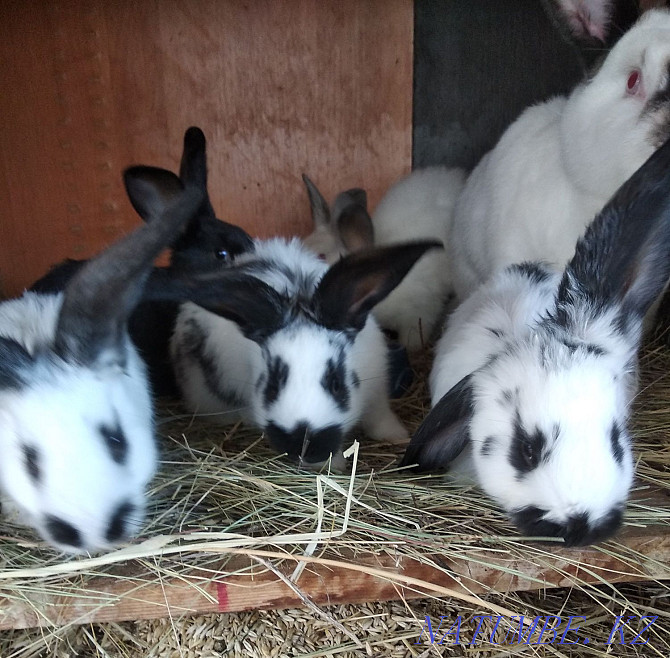 Sale of baby rabbits Oral - photo 1