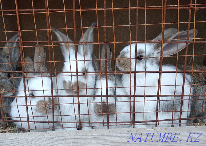 Sale of baby rabbits Oral - photo 5