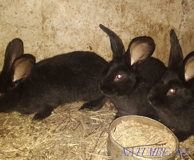 Sale of baby rabbits Oral - photo 6