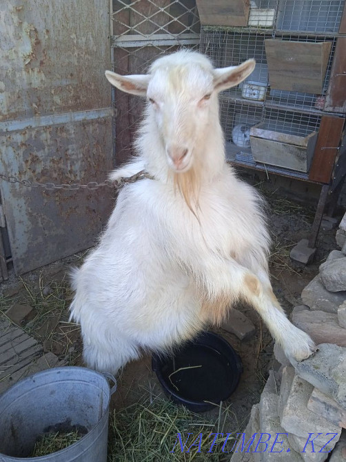 Ешкіні ешкіге айырбастау  Сарыағаш - изображение 3