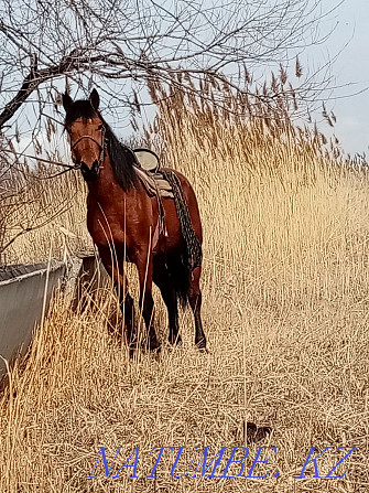 Omen foal to gelding colt 5 years old  - photo 4