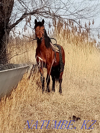 Omen foal to gelding colt 5 years old  - photo 5