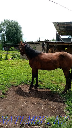 Omen foal to gelding colt 5 years old  - photo 1