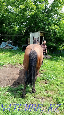 Omen foal to gelding colt 5 years old  - photo 2