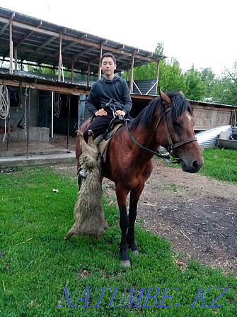 Омен жеребчика на мерина жеребчику 5 лет  - изображение 6