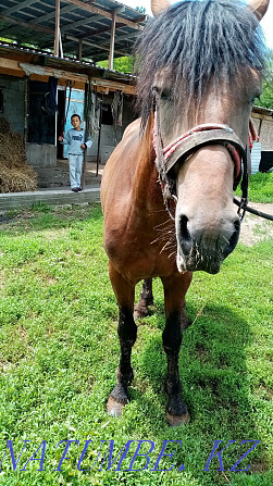 Omen foal to gelding colt 5 years old  - photo 3