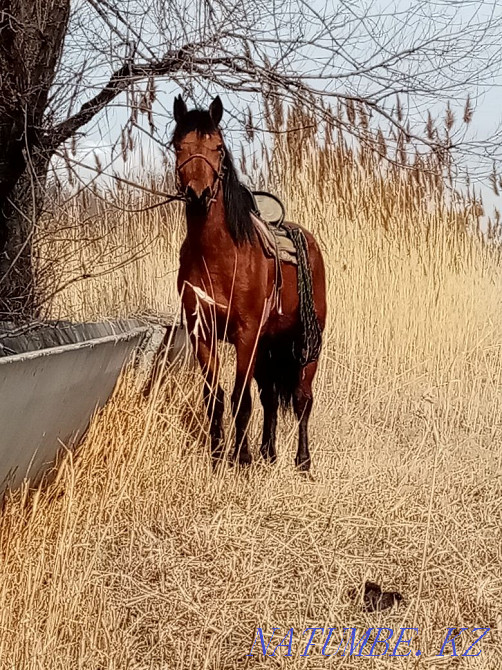 Омен тайын 5 жаста  - изображение 5
