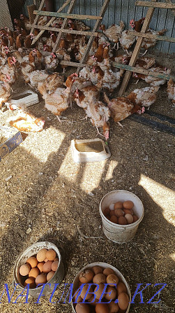 Laying hens Hasiki Kokshetau - photo 2