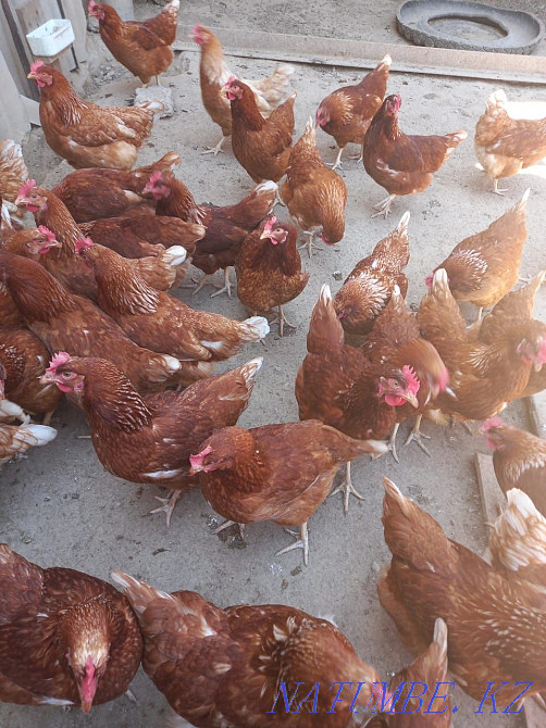 Ломан Браун тауық тауық жұмыртқалайтын Шымкент - изображение 2
